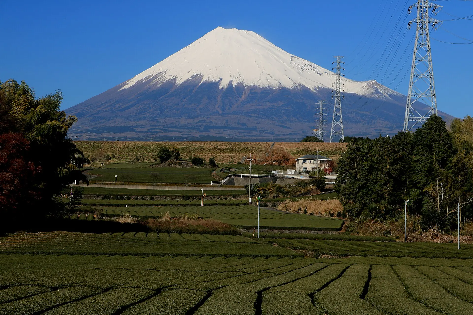 富士山を望む静岡県富士市の茶畑