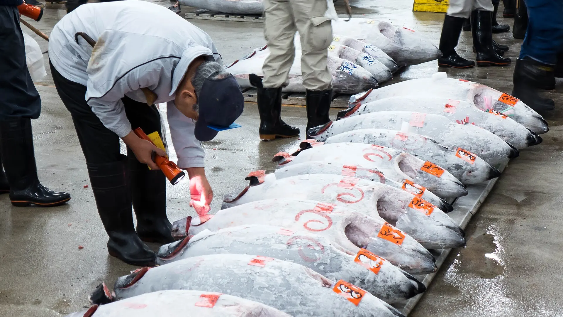 築地市場のマグロの競り前の下見