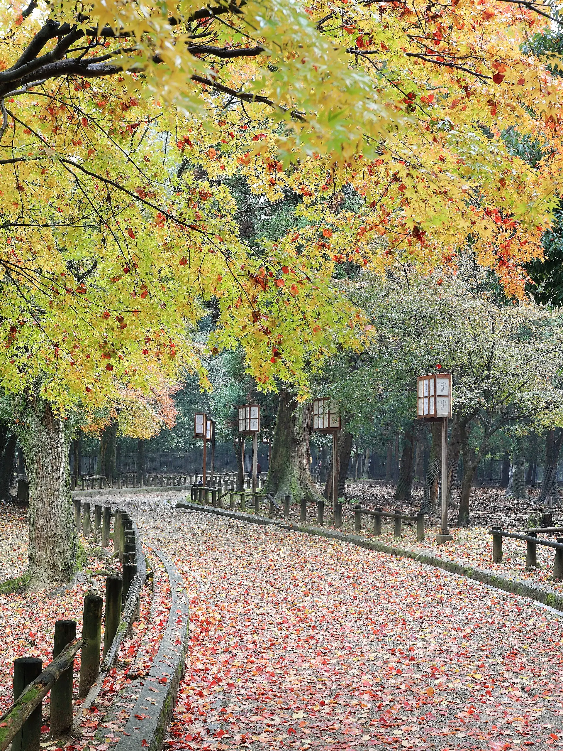 秋の奈良公園